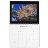 Le calendrier des récifs coralliens (Feb 2027)