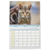 Le calendrier Feral LIfe Photo Cats 2025 (Jan 2026)