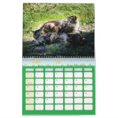 Le calendrier Feral LIfe Photo Cats 2025 (Mar 2026)