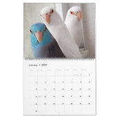 Le calendrier photographique annuel des Parrotlets (Jan 2027)