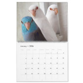 Le calendrier photographique annuel des Parrotlets (Jan 2026)