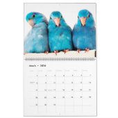 Le calendrier photographique annuel des Parrotlets (Mar 2026)