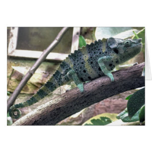 Le caméléon de Meller - melleri de Chamaeleo