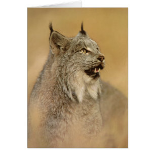 Le Canada Lynx (canadensis de Lynx) - chats
