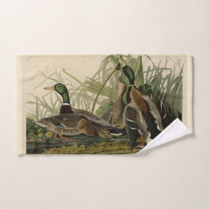 Le canard colvert des oiseaux d'Amérique d'Audubon