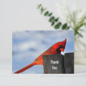 Le cardinal rouge sur le Merci en bois (Debout devant)