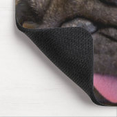 Le carlin a eu un trop de tapis de souris (Coin)