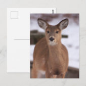 Le cerf dans la carte postale de neige (Devant / Derrière)