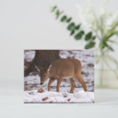 Le cerf dans la carte postale de neige (Debout devant)