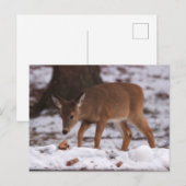 Le cerf dans la carte postale de neige (Devant / Derrière)