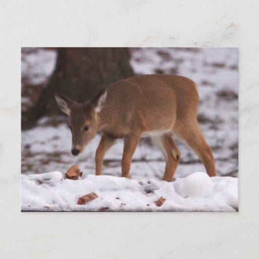 Le cerf dans la carte postale de neige (Devant)