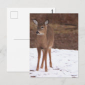 Le cerf dans la carte postale de neige (Devant / Derrière)