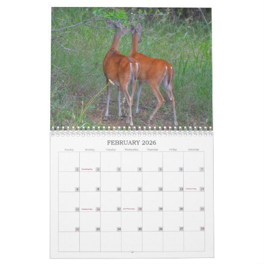 Le cerf dans le calendrier photographique sauvage (Feb 2026)
