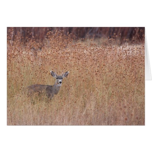 Le cerf dans le pré (Devant horizontal)