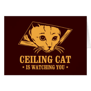 Le chat de plafond vous observe