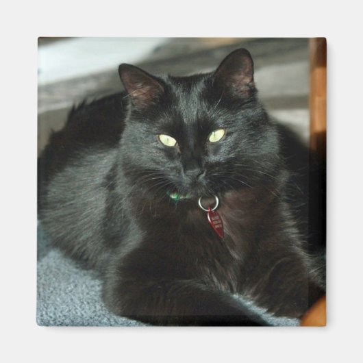 Le Chat Noir Jouit Du Soleil Magnet (Devant)