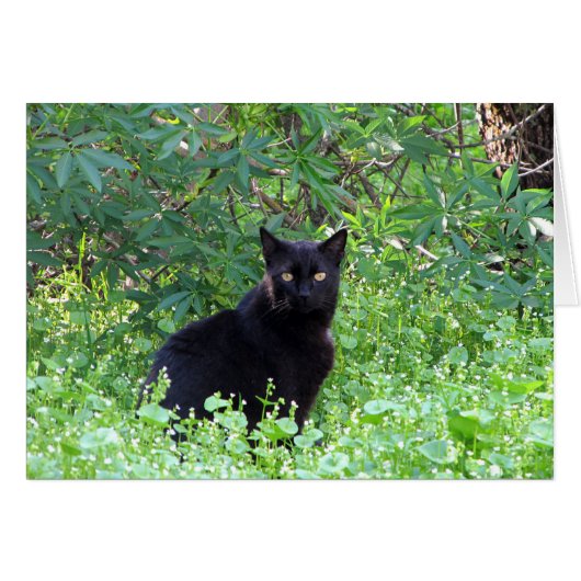 Le chat noir se sentant seul sans vous cardent (Devant horizontal)