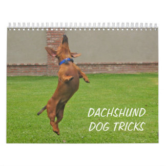 Le chien 2012 de teckel dupe le calendrier