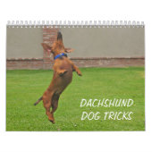 Le chien 2012 de teckel dupe le calendrier (Protection)