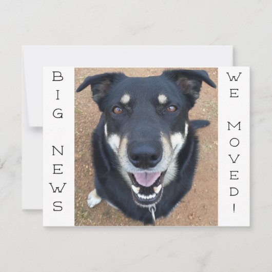 Le chien est parti HEUREUX ! Carte postale (Devant)