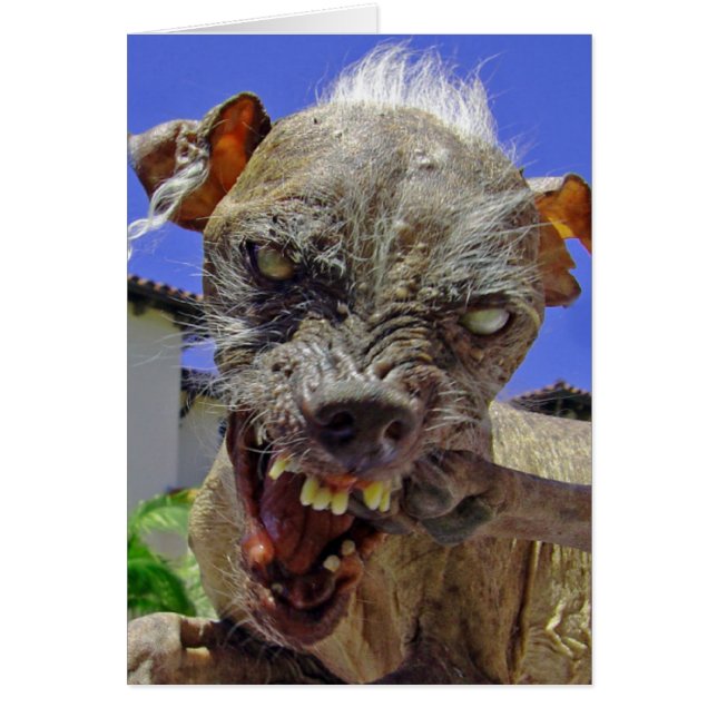 Le chien le plus mignon du monde (Devant)