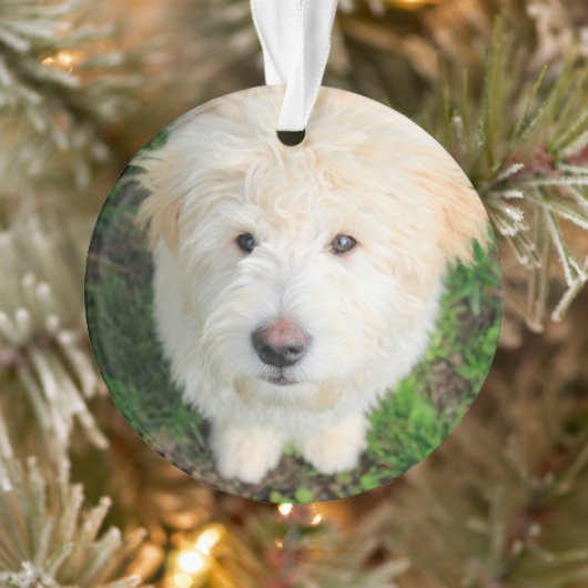Le Chiot De Goldendoodle En Regardant La Caméra (Arbre)