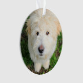 Le Chiot De Goldendoodle En Regardant La Caméra (devant)