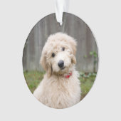 Le Chiot De Goldendoodle S'Assis Dans L'Herbe (devant)