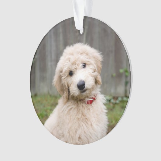 Le Chiot De Goldendoodle S'Assis Dans L'Herbe (devant)