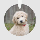 Le Chiot De Goldendoodle S'Assis Dans L'Herbe (devant)
