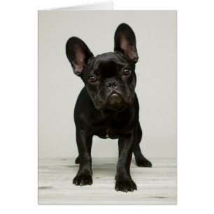 Le chiot le plus mignon de bouledogue français