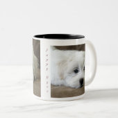 Le chiot observe la tasse faite sur commande (Devant droit)