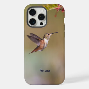 Le colibri d'Allen