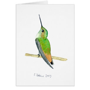 Le colibri d'Allen