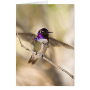 Le colibri de la côte