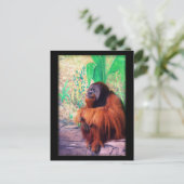 Le Contemplater - Carte postale (Debout devant)