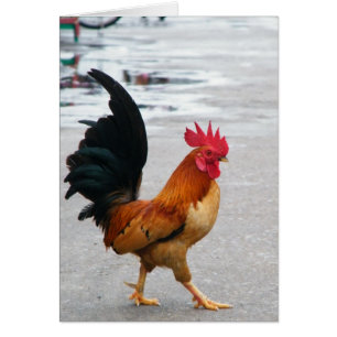 Le coq de thr a traversé la route