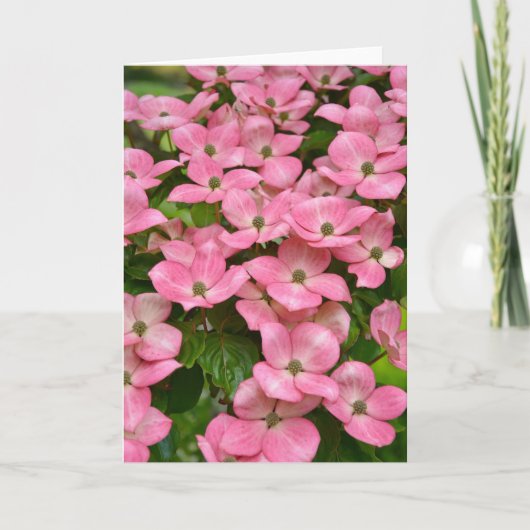 Le cornouiller rose de kousa fleurit la carte de (Devant)