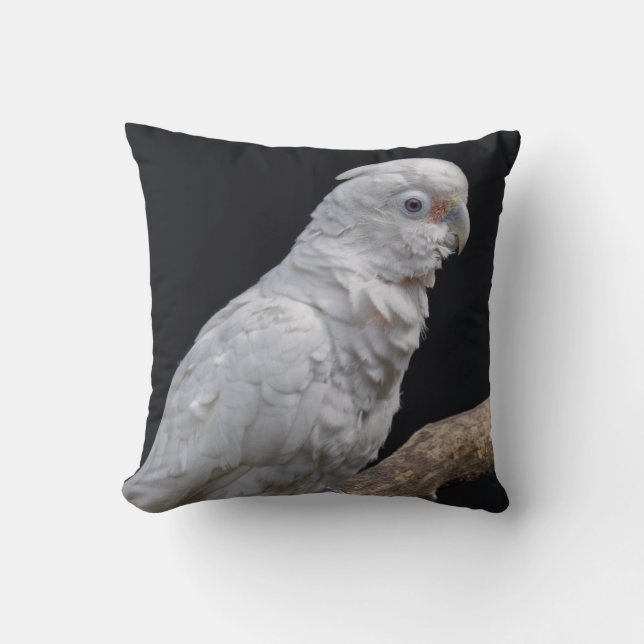 Le Coussin de Cockatoo de Goffin (Recto)