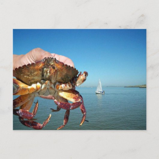 Le crabe et le voilier, carte postale (Devant)