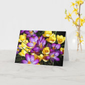 Le crocus pourpre et jaune fleurit la carte de (Fleur jaune)