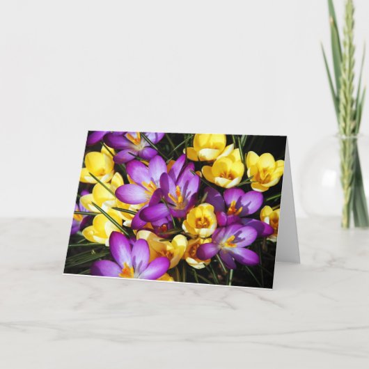 Le crocus pourpre et jaune fleurit la carte de (Devant)