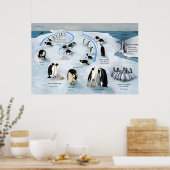 Le cycle de vie de l'Empereur Penguin Poster (Cuisine)
