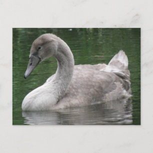 Le cygne gracieux sur la carte postale de l'eau