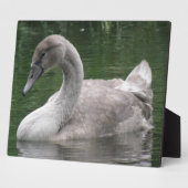 Le cygne gracieux sur la plaque d'eau (Côté)