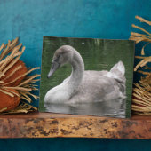 Le cygne gracieux sur la plaque d'eau (Côté)