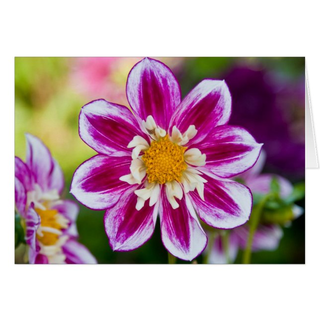 Le dahlia, montrent (Devant Horizontal)