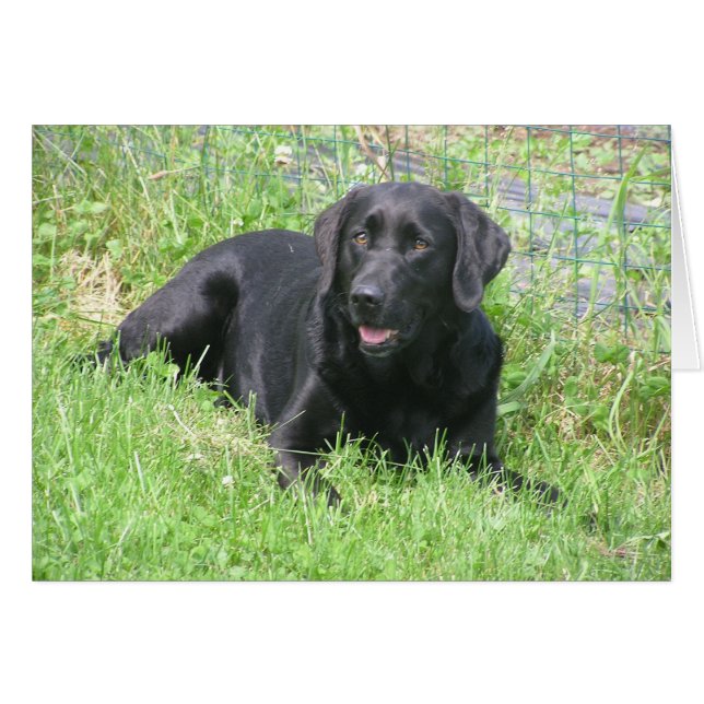 Le Dakota au soleil (Devant Horizontal)