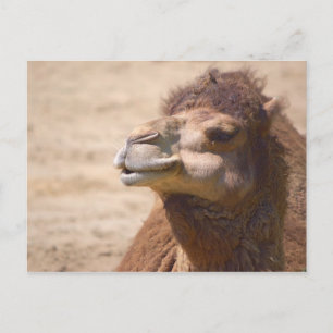 Le dromadaire - Carte postale