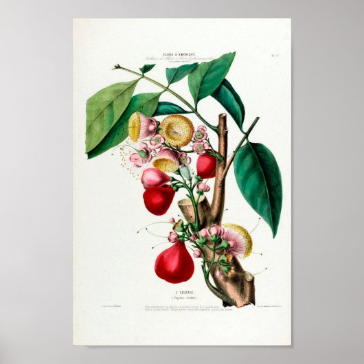 Le Eugenie  Fruit Botanical Flore d Ameriqu Poster (Voorkant)